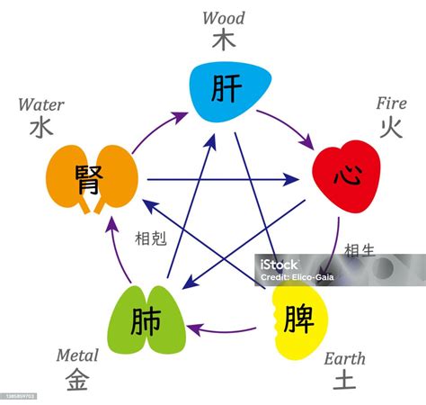 木火土金水 肝心脾肺腎|保健知識｜中醫五行學說，對應人體器官